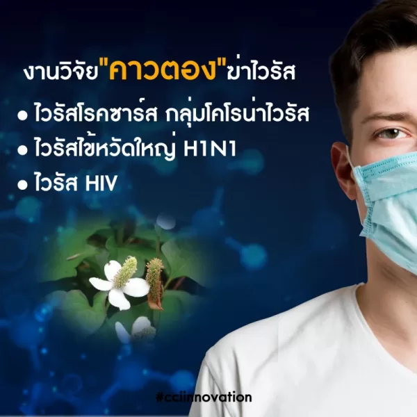 อาชิตองโกลด์ - Image 15