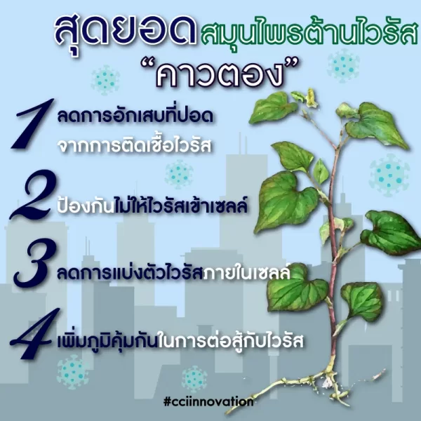 อาชิตองโกลด์ - Image 16