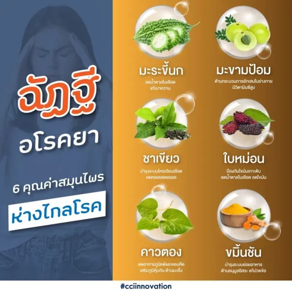 อาชิตองโกลด์ - Image 19