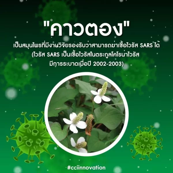 อาชิตองโกลด์ - Image 20