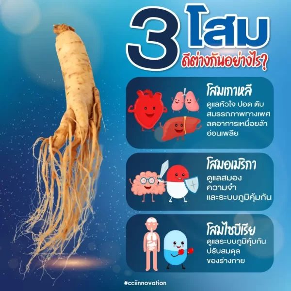 3 โสม สมุนไพรชาย