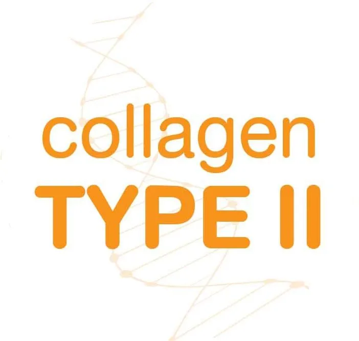 isocurmacollagen3 คอลลาเจน ไทพ์ ทู