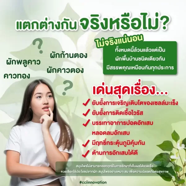 ไวเลอตอง - Image 5