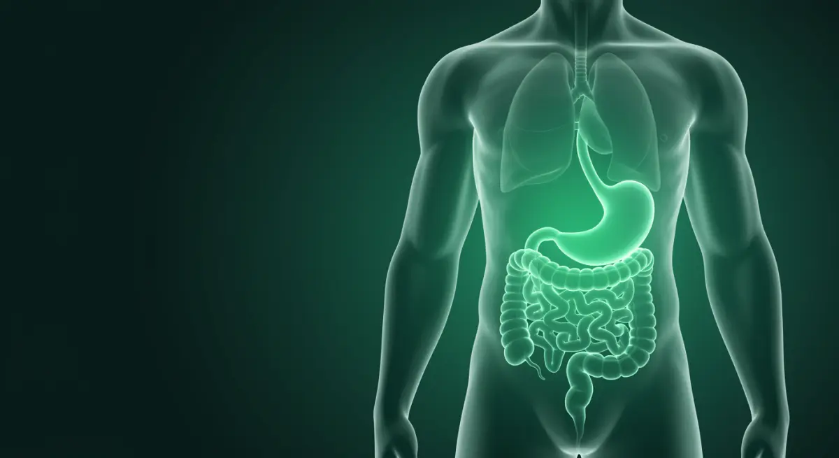 ระบบย่อยอาหารในร่างกายมนุษย์