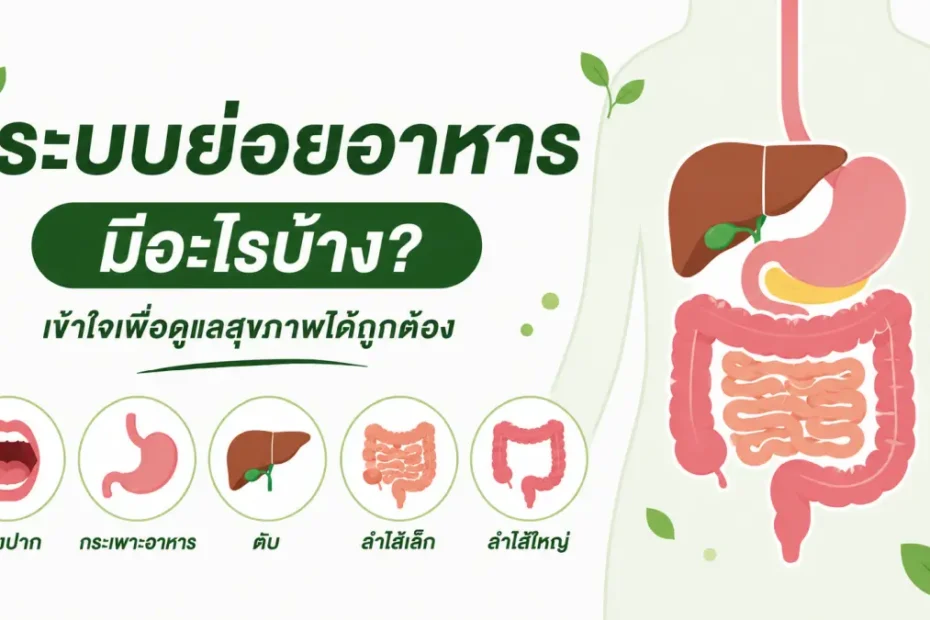 ระบบย่อยอาหารมีอะไรบ้าง