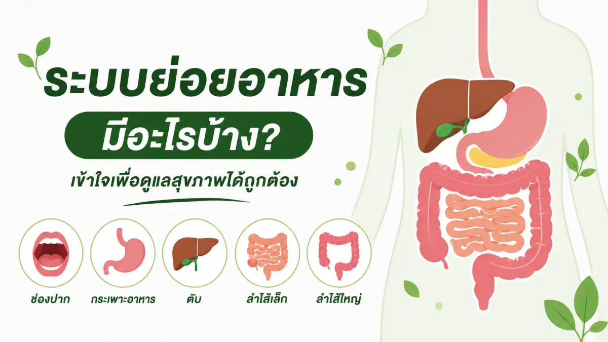 ระบบย่อยอาหารมีอะไรบ้าง