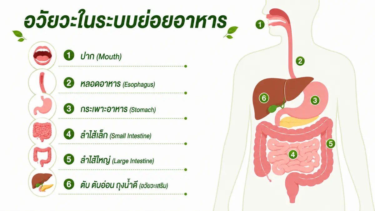 อวัยวะในระบบย่อยอาหารของมนุษย์แบบอินโฟกราฟิก แสดงส่วนประกอบสำคัญและตำแหน่งภายในร่างกาย