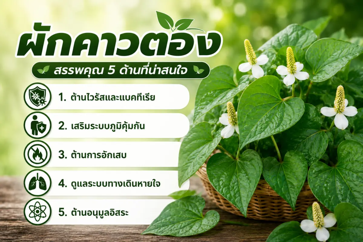 ผักคาวตอง สรรพคุณ 5 ด้าน ต้านไวรัส เสริมภูมิคุ้มกัน ต้านการอักเสบ ดูแลทางเดินหายใจ และต้านอนุมูลอิสระ