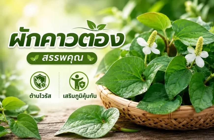 ผักคาวตองสดแสดงสรรพคุณเด่น ช่วยต้านไวรัส เสริมภูมิคุ้มกัน และสนับสนุนสุขภาพโดยรวมตามธรรมชาติ