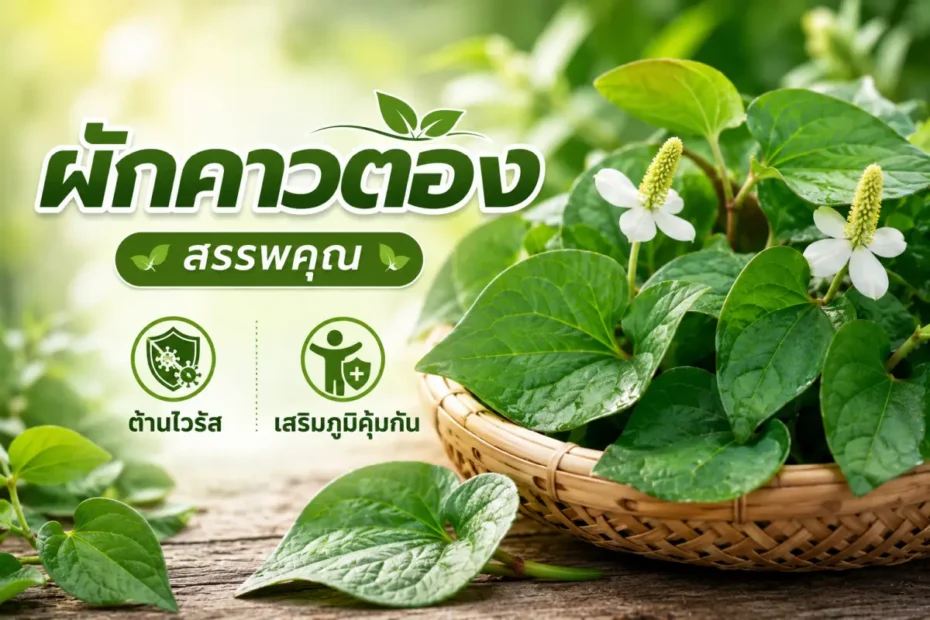 ผักคาวตองสดแสดงสรรพคุณเด่น ช่วยต้านไวรัส เสริมภูมิคุ้มกัน และสนับสนุนสุขภาพโดยรวมตามธรรมชาติ
