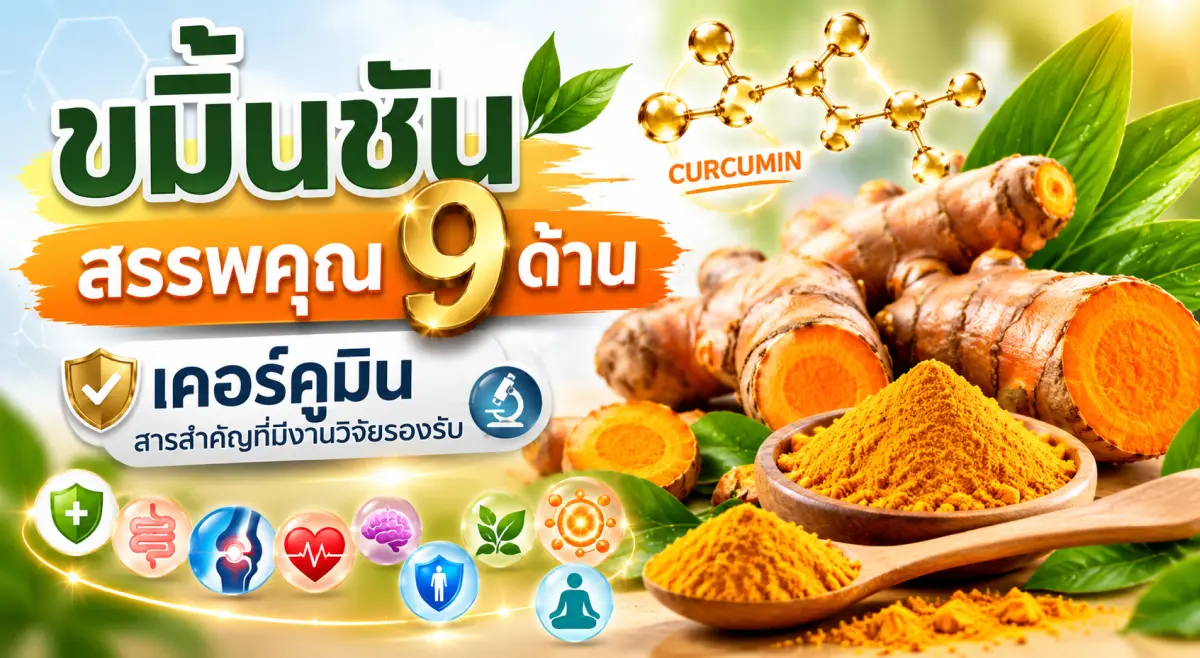ขมิ้นชัน สรรพคุณ 9 ด้าน เคอร์คูมินสารสำคัญที่มีงานวิจัยรองรับ