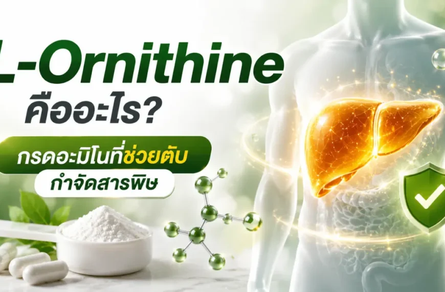 L-Ornithine กรดอะมิโนที่มีบทบาทในวงจรกำจัดแอมโมเนียของตับ ช่วยสนับสนุนการทำงานของตับและกระบวนการขับสารพิษ