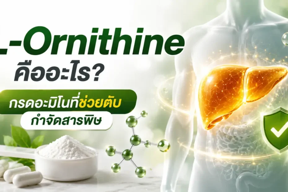 L-Ornithine กรดอะมิโนที่มีบทบาทในวงจรกำจัดแอมโมเนียของตับ ช่วยสนับสนุนการทำงานของตับและกระบวนการขับสารพิษ
