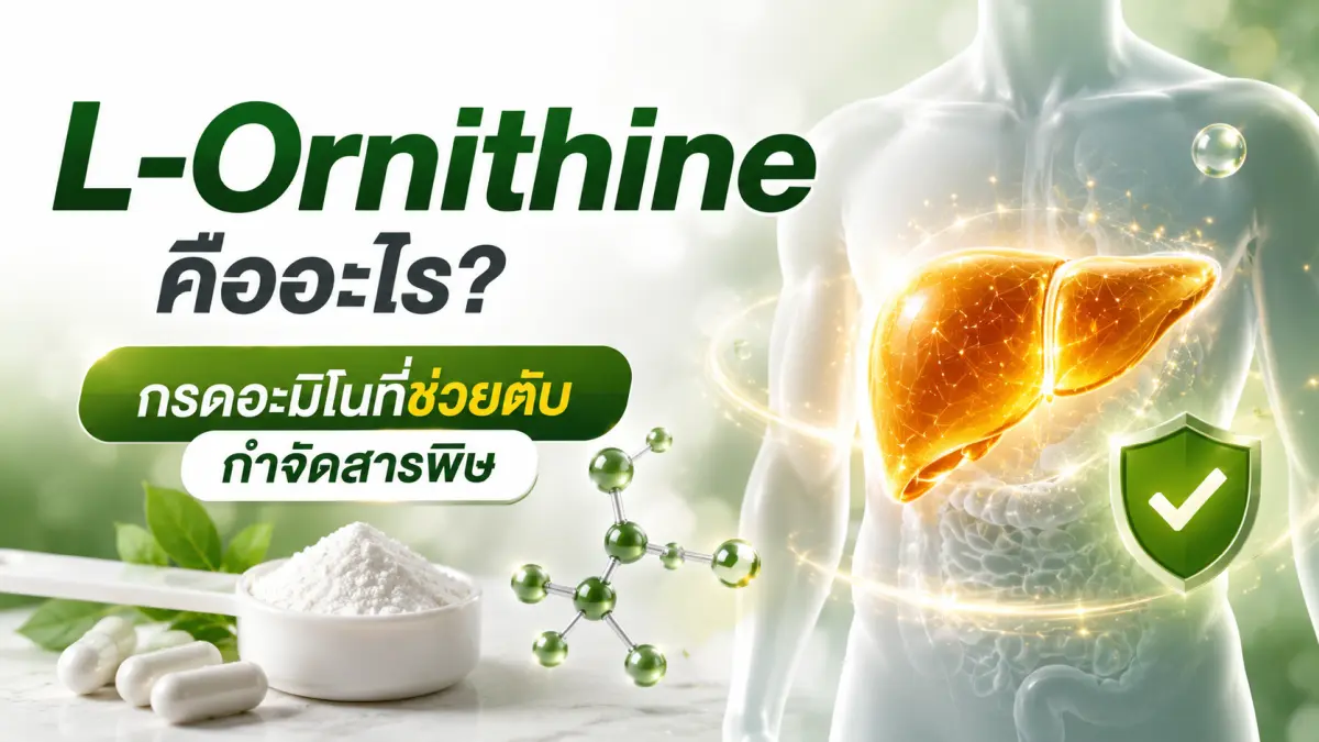 L-Ornithine กรดอะมิโนที่มีบทบาทในวงจรกำจัดแอมโมเนียของตับ ช่วยสนับสนุนการทำงานของตับและกระบวนการขับสารพิษ