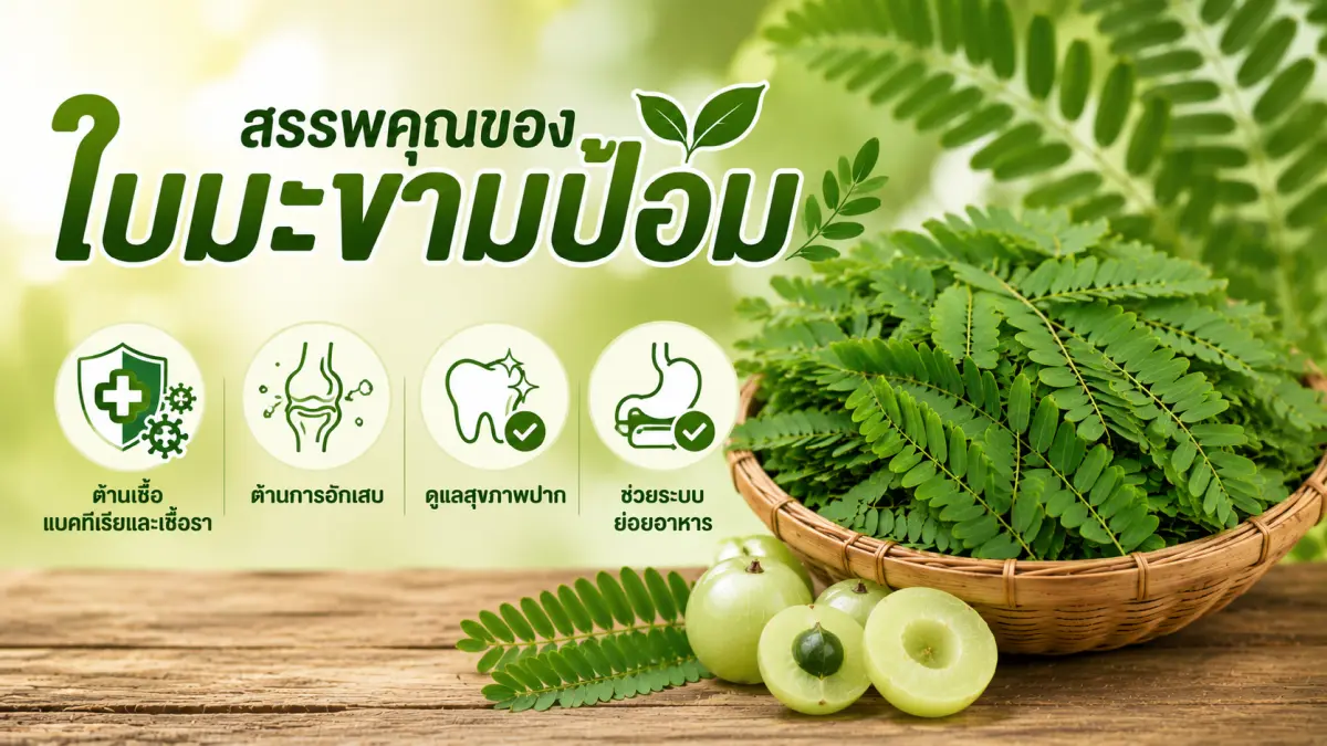 ใบมะขามป้อมพร้อมสรุปสรรพคุณ ช่วยต้านเชื้อแบคทีเรีย ต้านการอักเสบ ดูแลสุขภาพปาก และช่วยระบบย่อยอาหาร