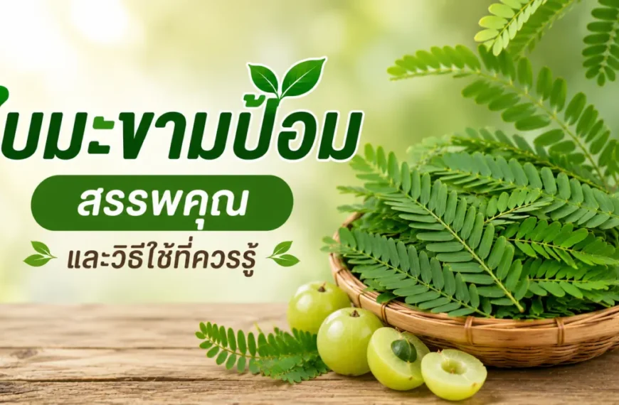 ใบมะขามป้อมสด พร้อมสรรพคุณและวิธีใช้สมุนไพรเพื่อดูแลสุขภาพตามภูมิปัญญาไทย