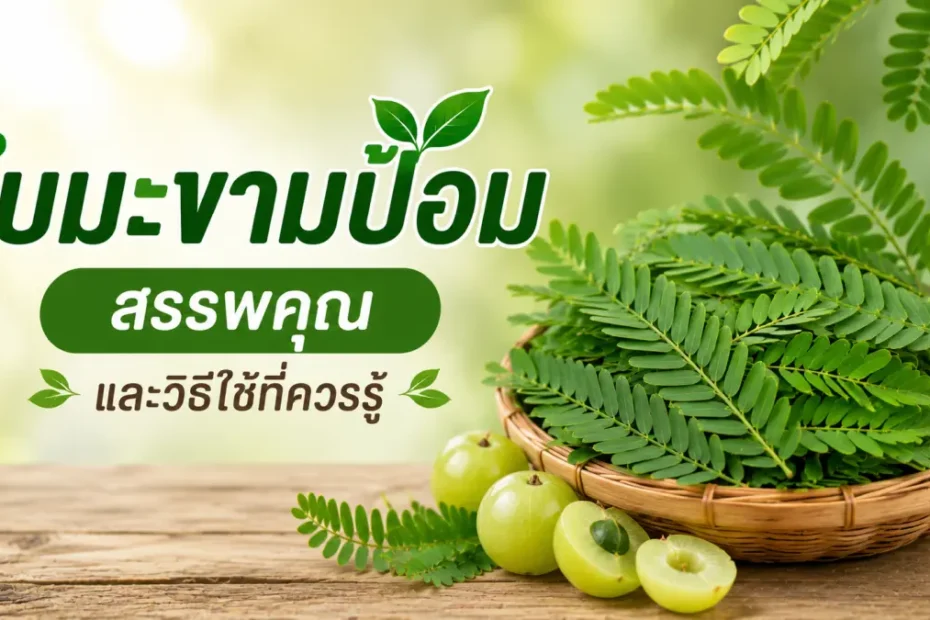 ใบมะขามป้อมสด พร้อมสรรพคุณและวิธีใช้สมุนไพรเพื่อดูแลสุขภาพตามภูมิปัญญาไทย