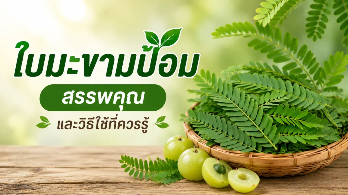 ใบมะขามป้อมสด พร้อมสรรพคุณและวิธีใช้สมุนไพรเพื่อดูแลสุขภาพตามภูมิปัญญาไทย