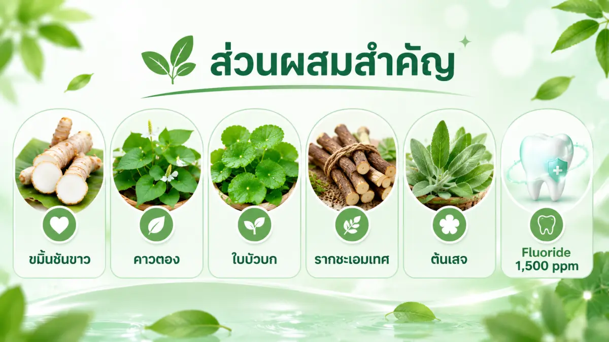 ส่วนผสมสมุนไพรไทยและฟลูออไรด์ใน Prove Toothpaste